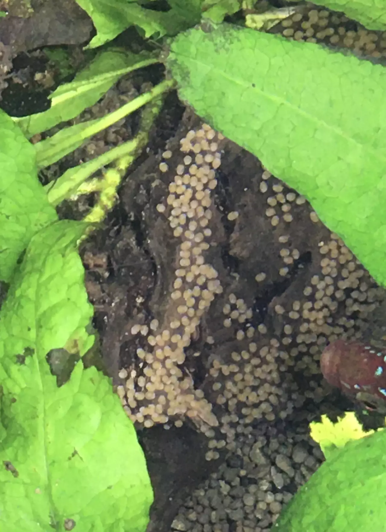 Fotka č. 1 k příspěvku 950992