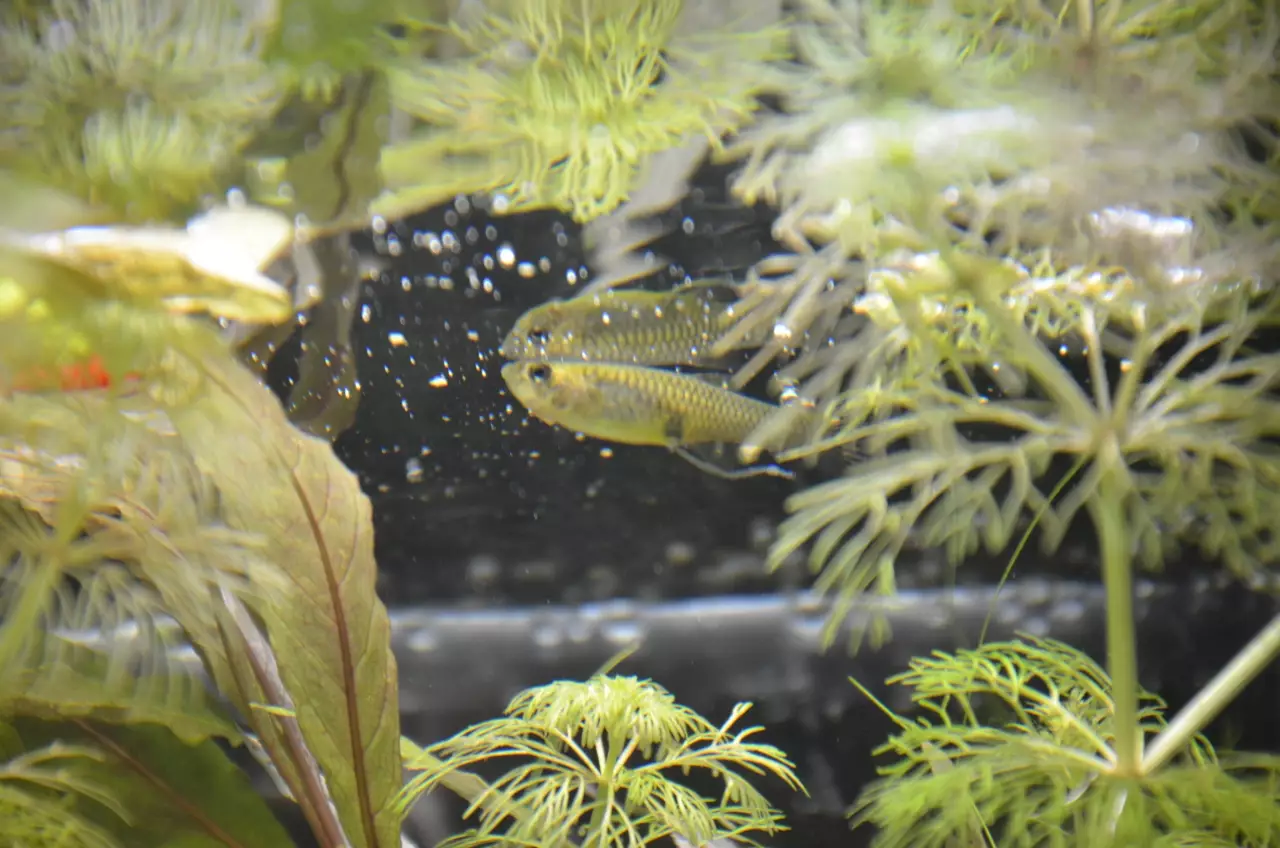 Fotka č. 1 k příspěvku 952724