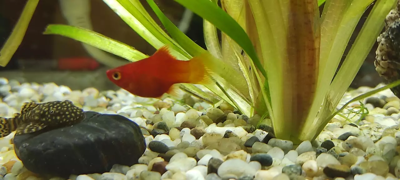 Fotka č. 1 k příspěvku 955903