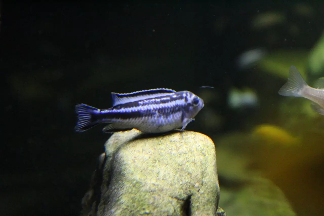 Fotka č. 4 k příspěvku 956200