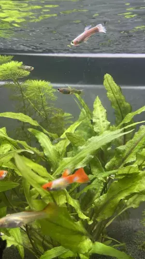 Fotka č. 3 k příspěvku 957571