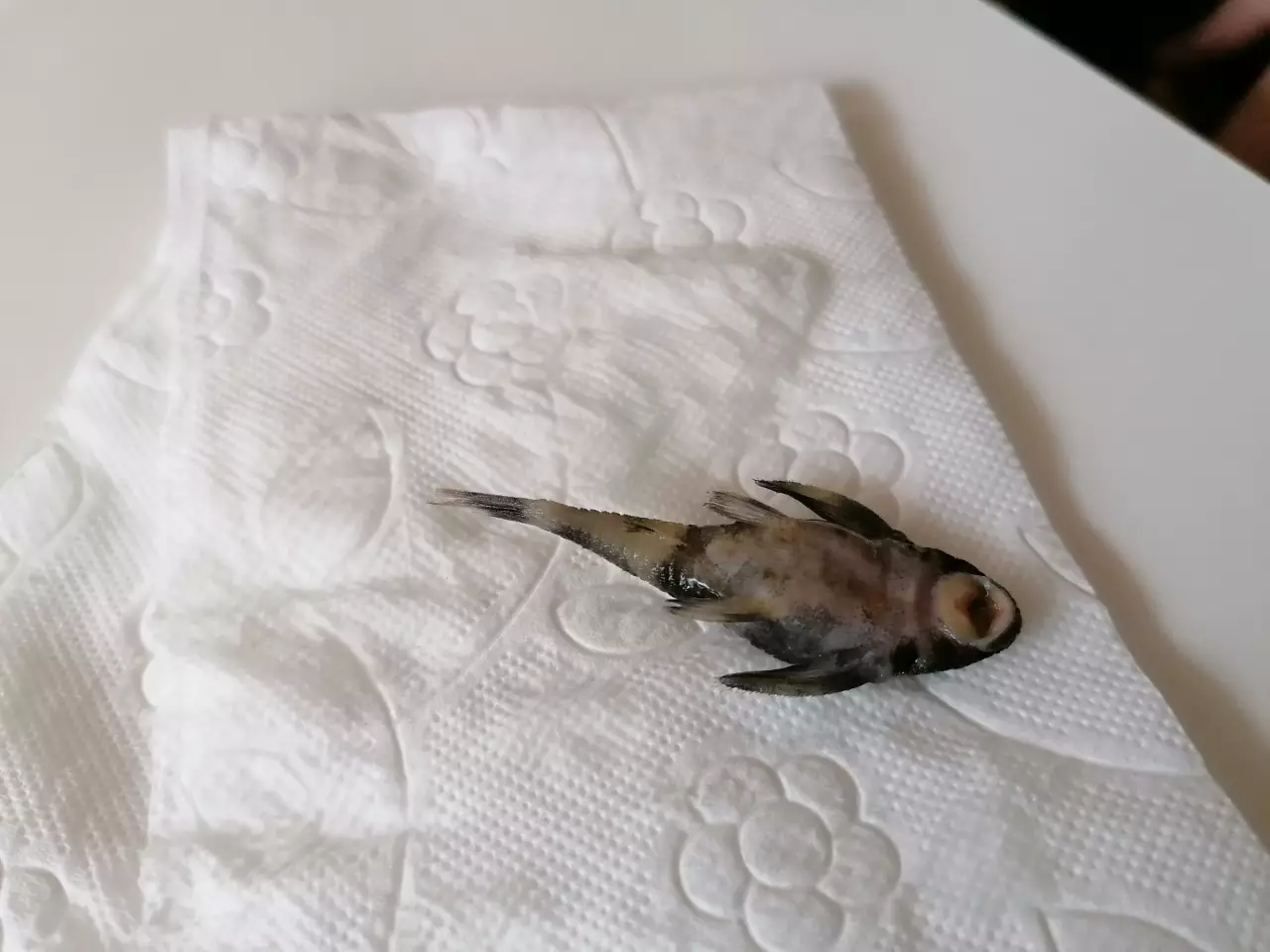 Fotka č. 2 k příspěvku 958099