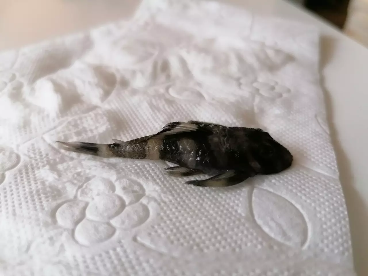 Fotka č. 3 k příspěvku 958099