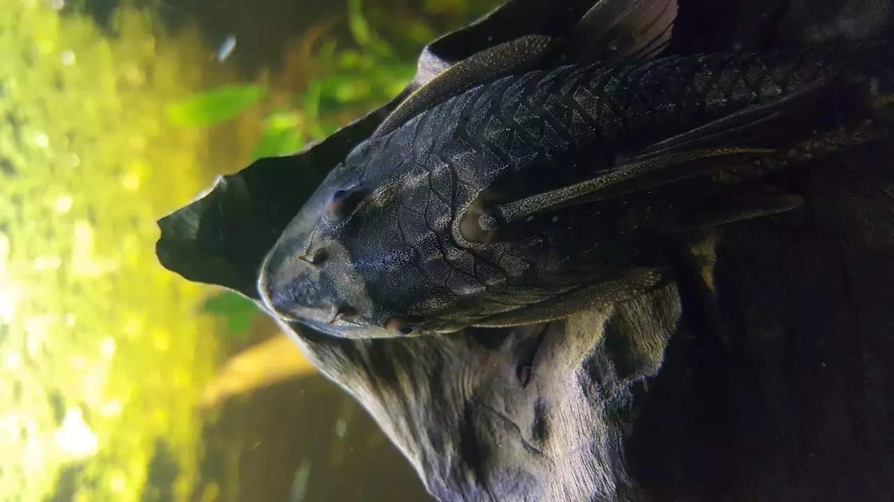 Fotka č. 1 k příspěvku 958851