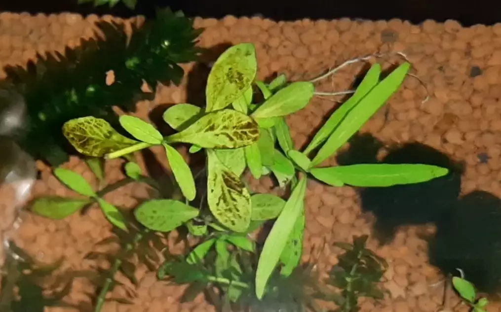 Fotka č. 1 k příspěvku 958967