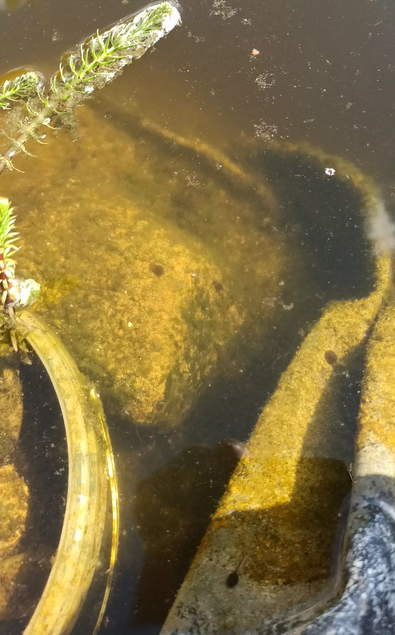 Fotka č. 1 k příspěvku 960040