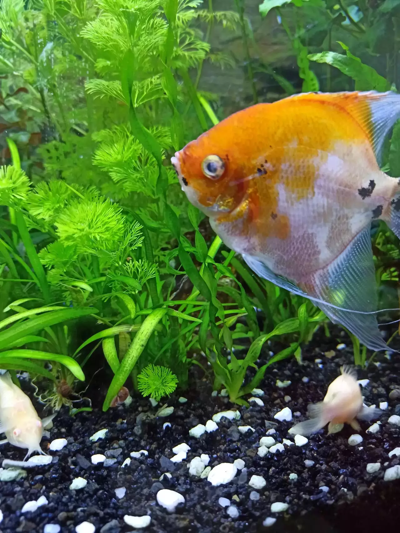 Fotka č. 2 k příspěvku 960098