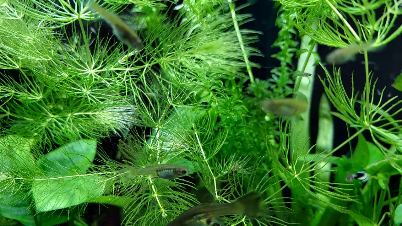 Fotka č. 1 k příspěvku 963324