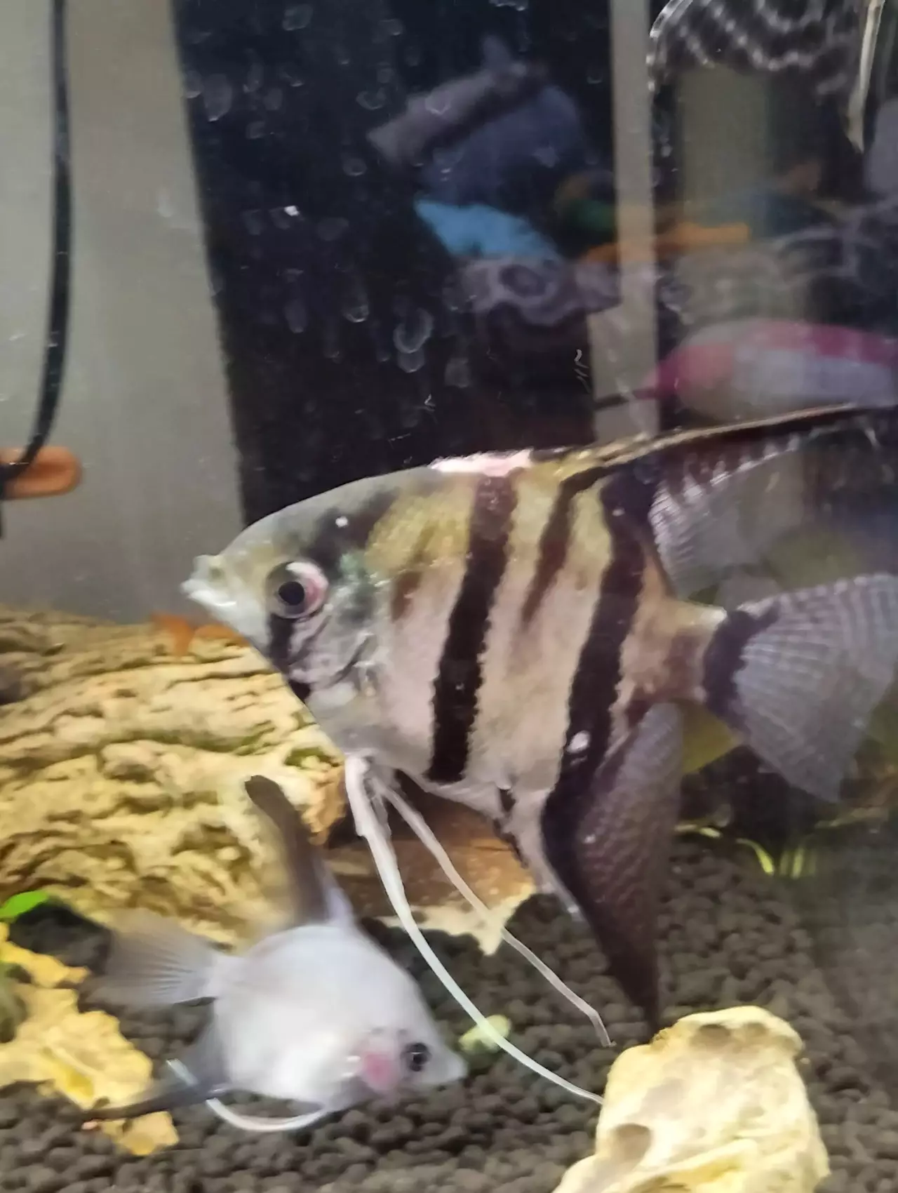 Fotka č. 3 k příspěvku 964181