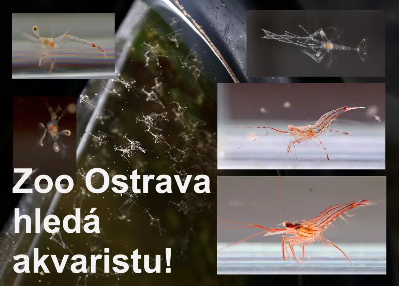 Fotka č. 1 k příspěvku 965405