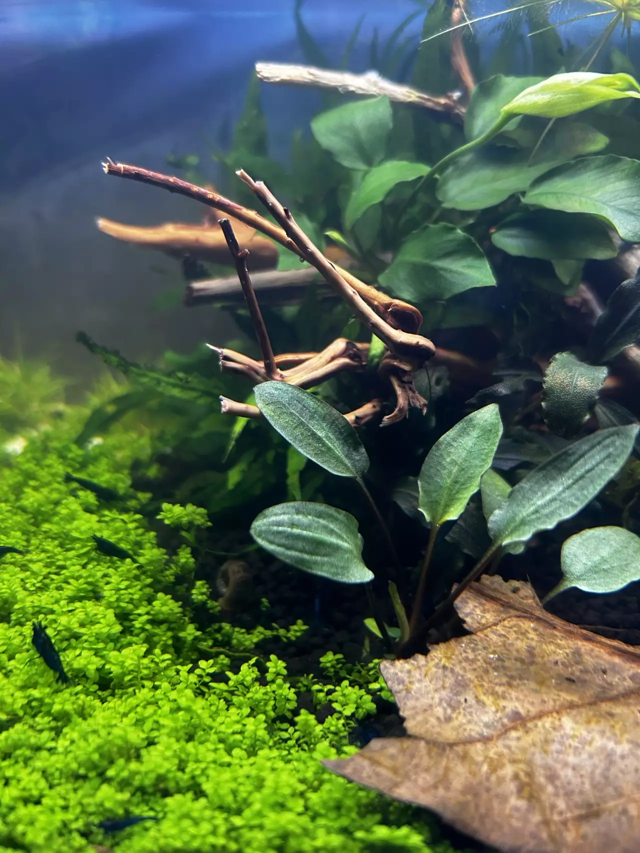 Fotka č. 1 k příspěvku 966119