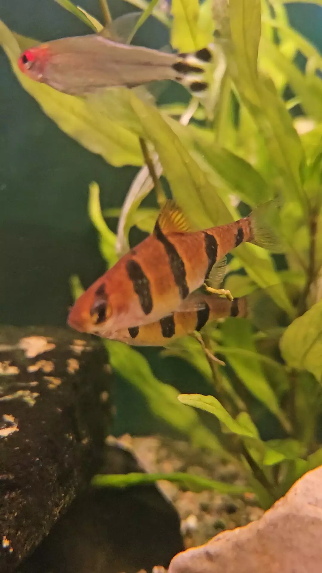 Fotka č. 2 k příspěvku 966156