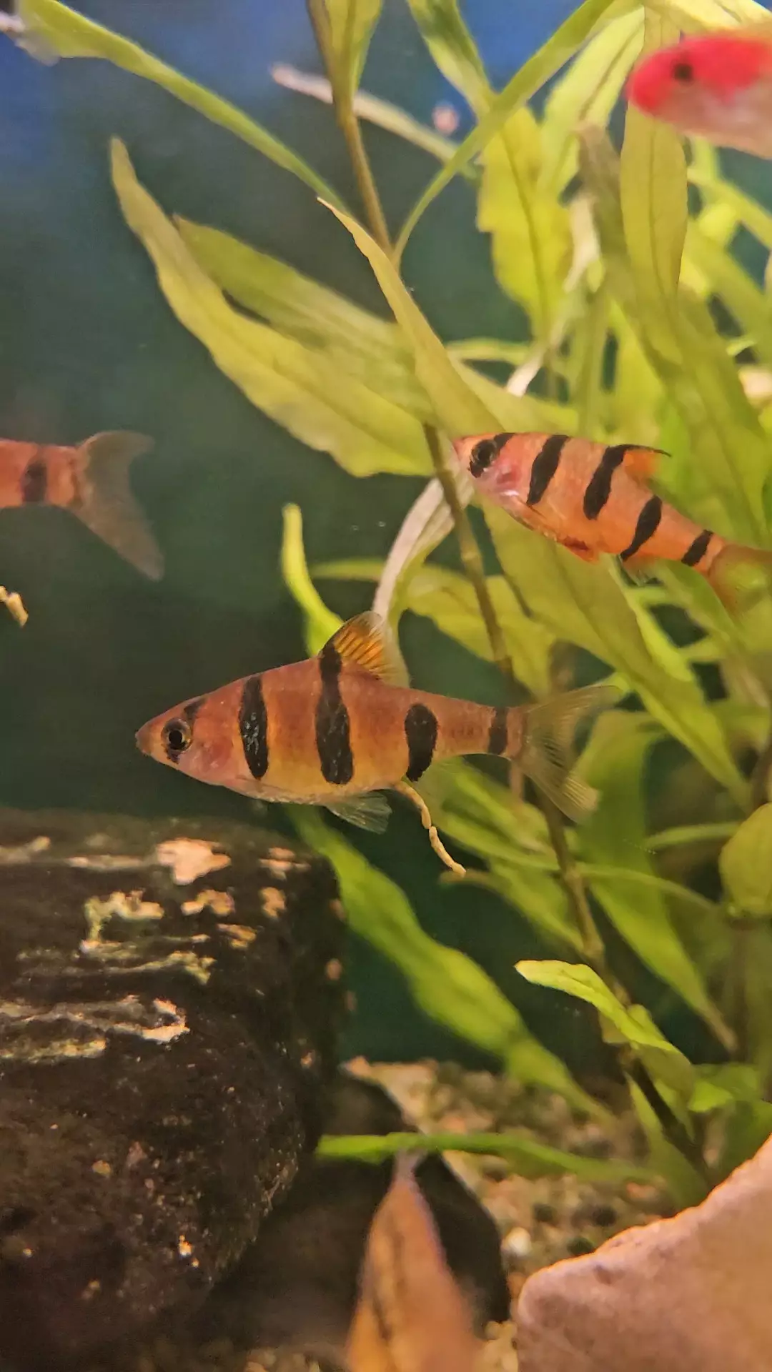 Fotka č. 4 k příspěvku 966156