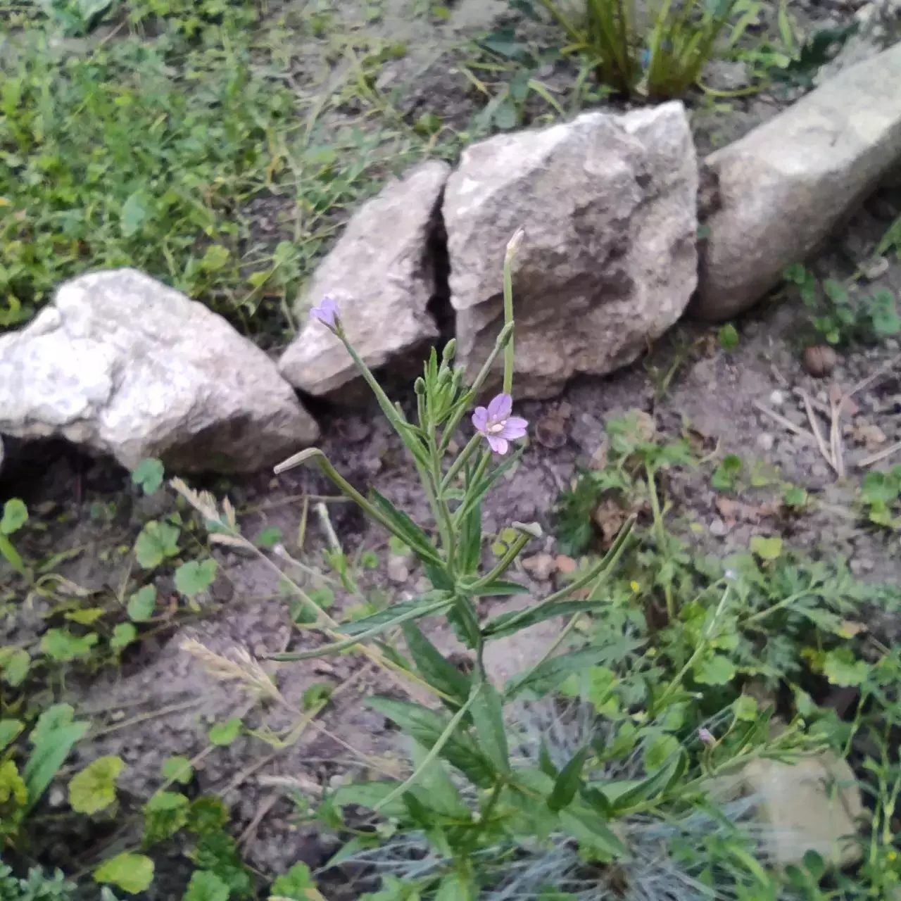 Fotka č. 1 k příspěvku 966780