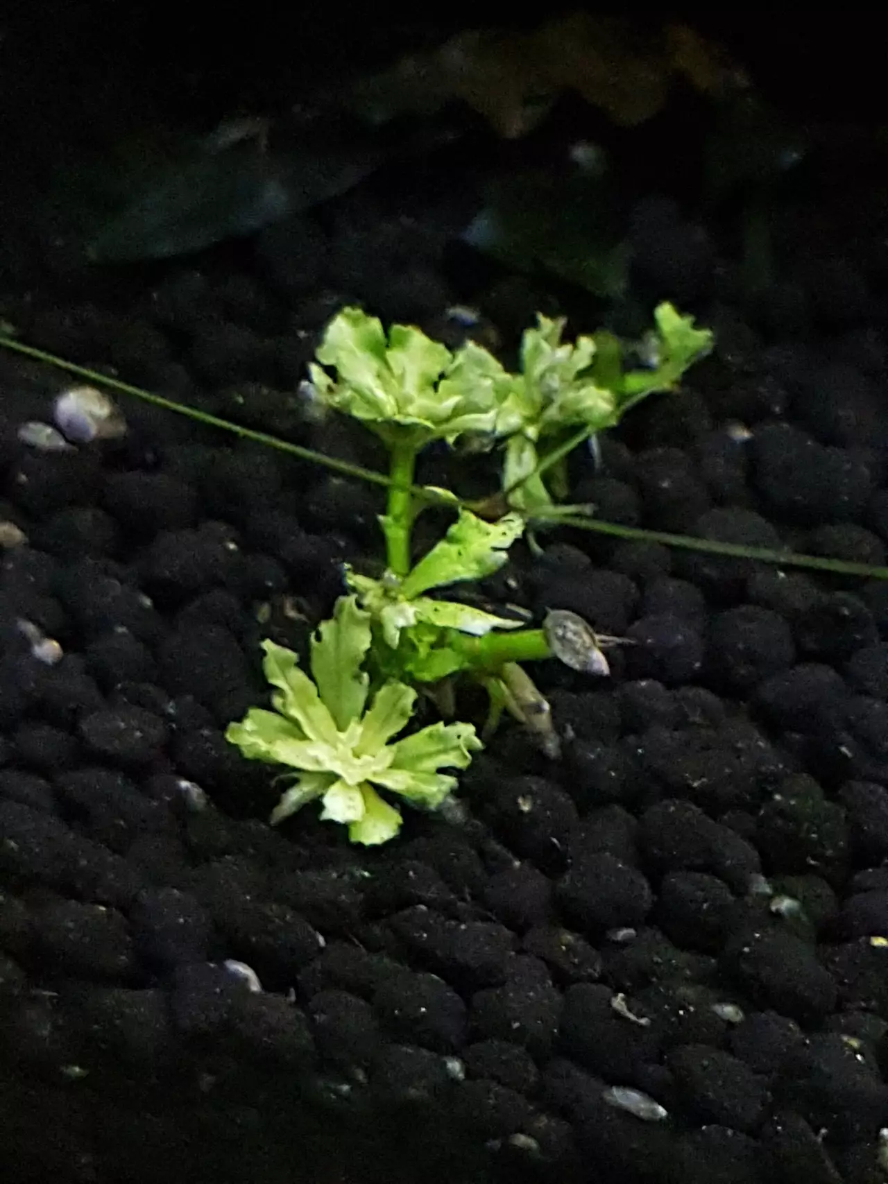 Fotka č. 1 k příspěvku 968407