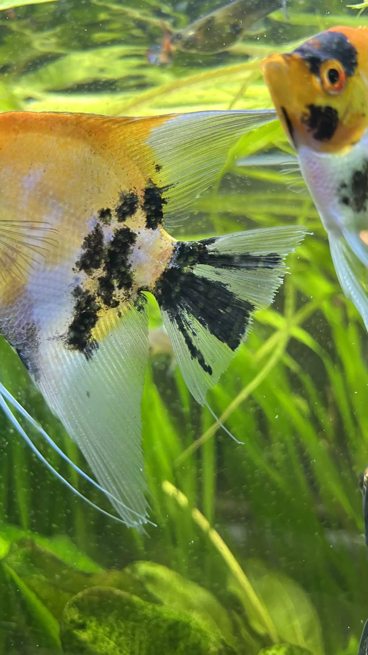 Fotka č. 1 k příspěvku 968577