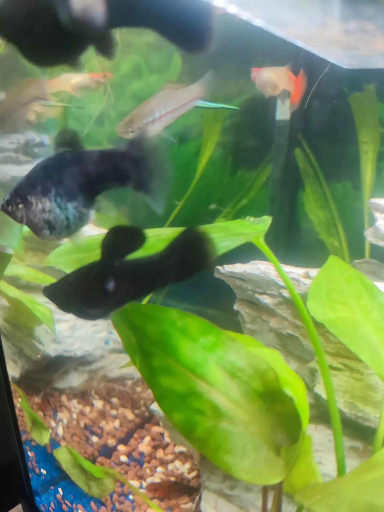 Fotka č. 1 k příspěvku 968873