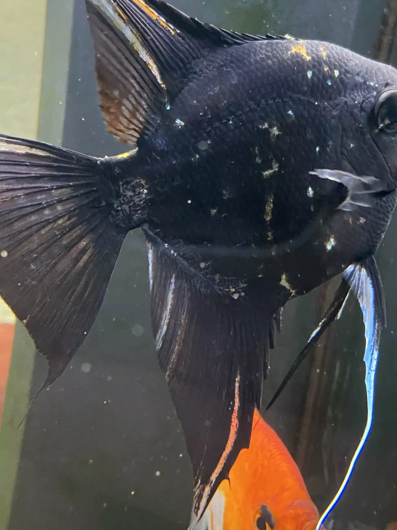 Fotka č. 2 k příspěvku 968933