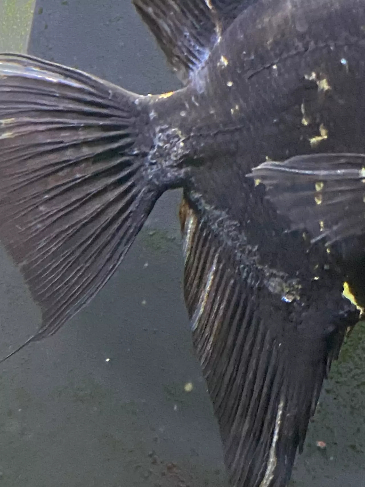 Fotka č. 3 k příspěvku 968933