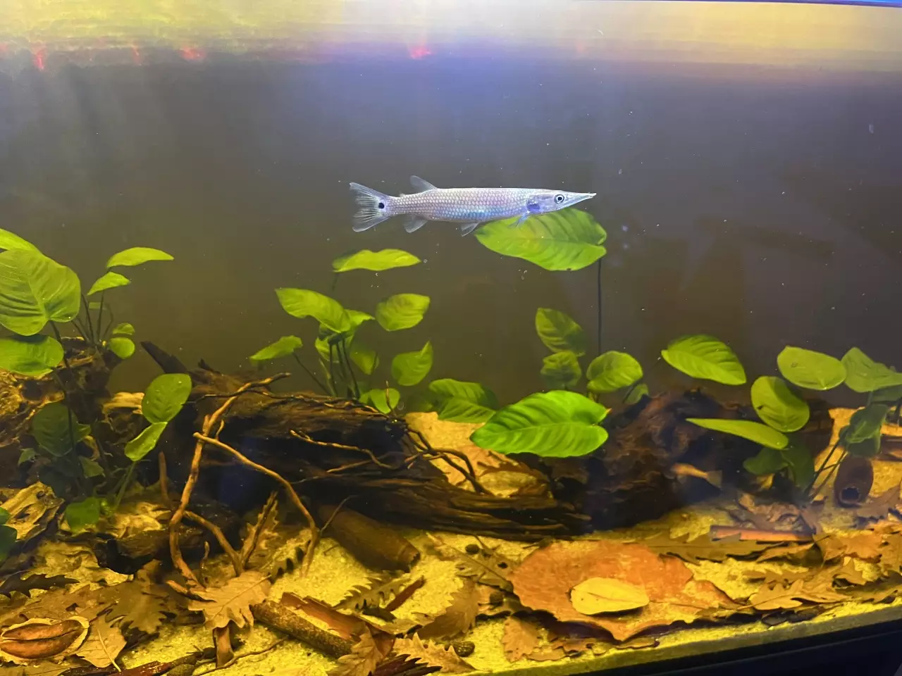 Fotka č. 1 k příspěvku 969136