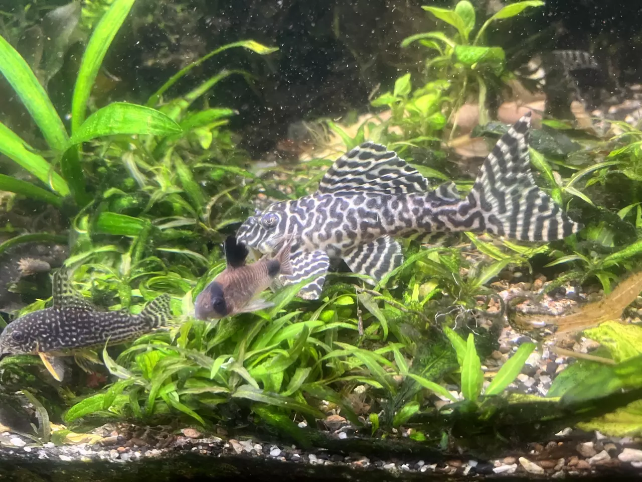 Fotka č. 2 k příspěvku 969363