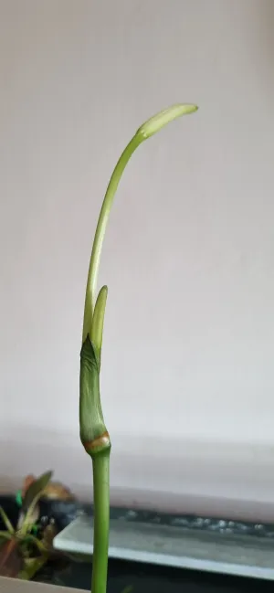 Fotka k příspěvku