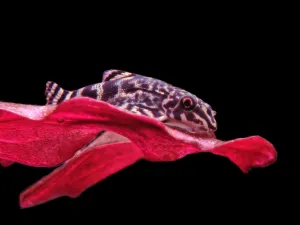 Fotka k příspěvku