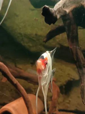 Fotka k příspěvku