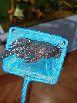 Fotka k příspěvku