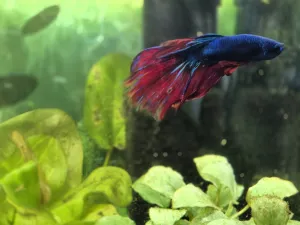 Fotka k příspěvku