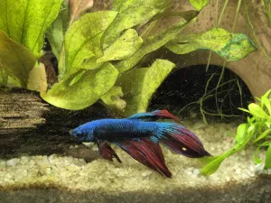 Fotka k příspěvku