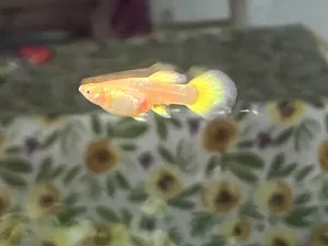 Fotka k příspěvku