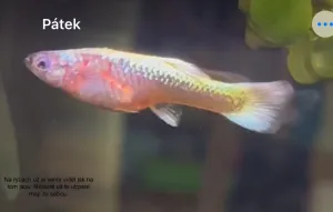 Fotka k příspěvku