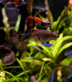 Fotka k příspěvku