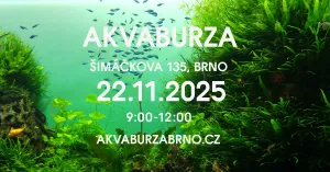 Fotka k příspěvku