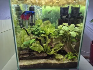 Fotka k příspěvku