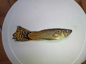 Fotka k příspěvku