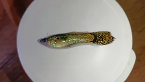 Fotka k příspěvku