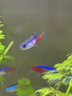 Fotka k příspěvku