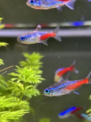 Fotka k příspěvku