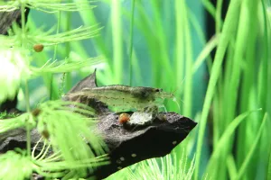 Fotka k příspěvku