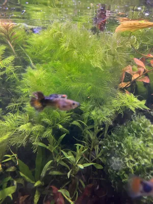 Fotka k příspěvku