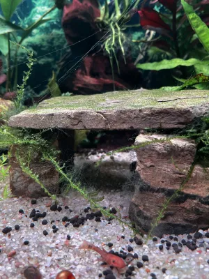 Fotka k příspěvku