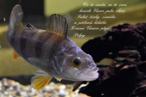 Fotka k příspěvku