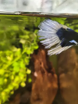 Fotka k příspěvku