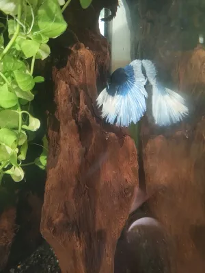 Fotka k příspěvku