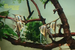 Fotka k příspěvku