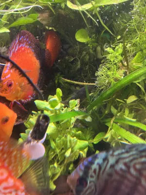 Fotka k příspěvku