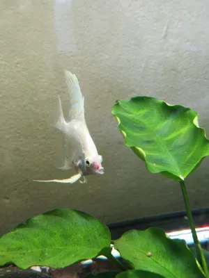 Fotka k příspěvku