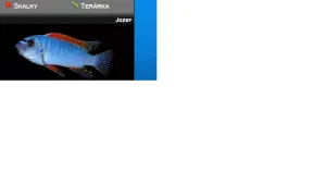 Fotka k příspěvku